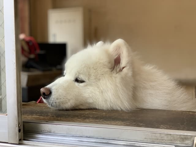 ペット用の棺は必要?心を込めて送り出すための完全ガイド|素材選び・サイズ測定・手作り方法から安置・副葬品まで徹底解説