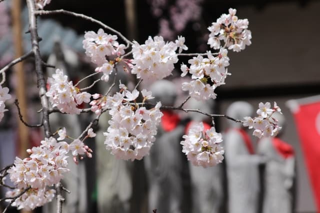 春のお彼岸はいつ?2026年の日程とお墓参りの正しいマナーとは