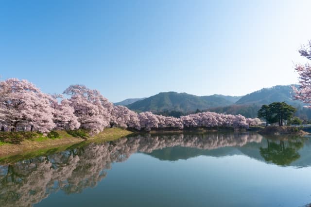 桜葬とは? 樹木葬との違い・費用・流れまで完全解説