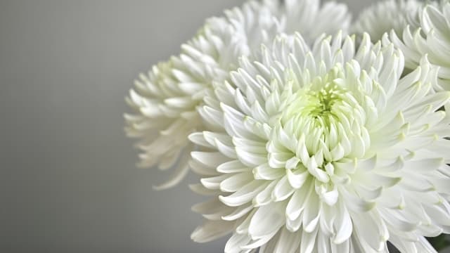 成道会(じょうどうえ)とは?12月8日の意味・由来・お寺で行われる行事をわかりやすく解説