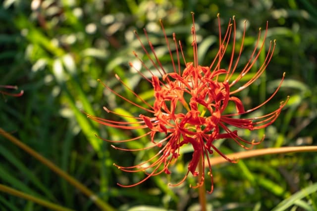 【2026年】春・秋のお彼岸はいつ?意味やお盆との違い、お供えの基本を分かりやすく解説